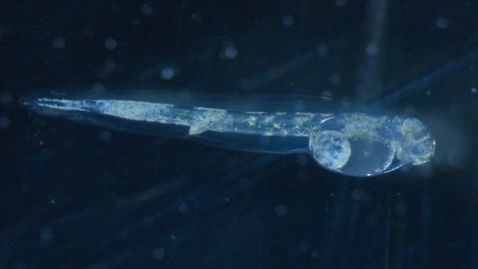 ¿Se ha disparado el uso de animales de experimentación en España? No, solo el de larvas de lubina